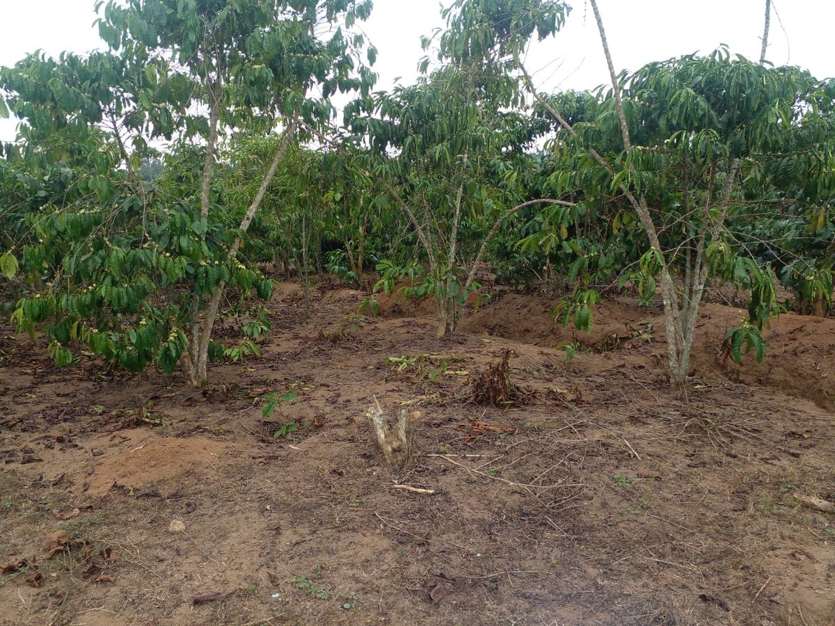 #Coffee gaps are areas between coffee plants where the soil is exposed or left unplanted.

 Effective #SoilFertility management like weeding, mulching etc in these gaps is crucial for maintaining the overall health & productivity of a coffee plantation.