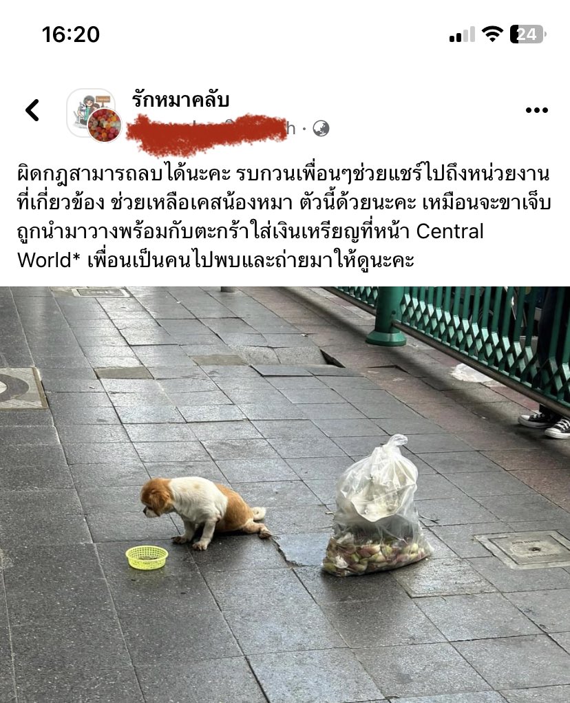 ล่าสุดวงการขอทาน มีเอาหมาพิการมานั่งขอทานแทนคนแล้วอ่ะ 😭😭