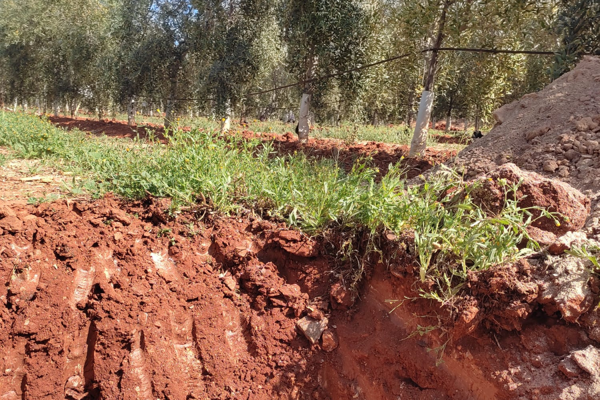 🌿 Investigadores UPCT y técnicos y expertos de <a href="/IDdavidslu/">ID DAVID</a> y #SociedaddeGestión publican la primera Guía de manejo de cubiertas vegetales.

Recomendaciones de manejo para obtener beneficios al menor coste económico y ambiental.

#OLEACOVER #CLIMCOVER

🔗 bit.ly/3QvxeIj