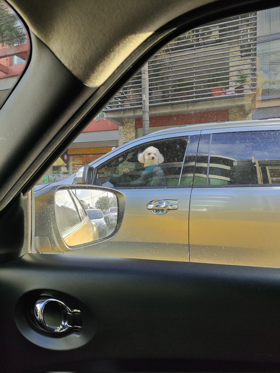 How much is that doggie in the window 🎵🎶🎵🎶