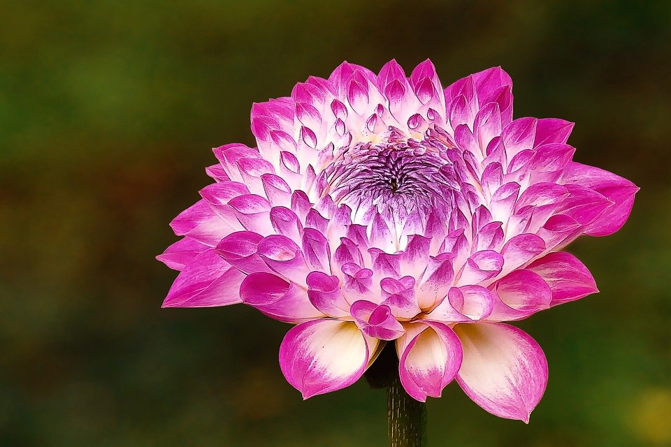 #DailyDahlia 

…icflowersbeautifulblooms.blogspot.com/2021/09/dreami…

#Dahlia 

#dahlias 

#FabulousFantasticFlowers