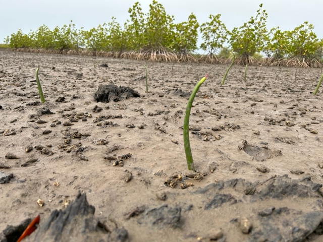 Update on our mangrove restoration project in Gambia where our local partners have just achieved an important milestone with the planting of the first 1,000 ha of mangrove equal to 10 mill trees - thus on track to achieve 4,000 ha target of this years planting. <a href="/Orsted/">Ørsted</a> #Carbon