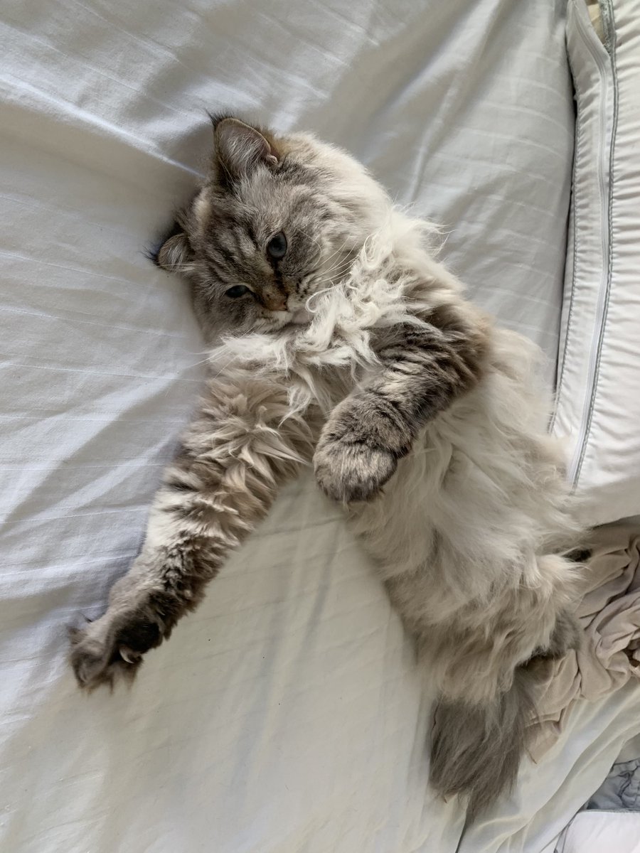 fluffy_potichat's tweet image. Hyper fatigante cette journée internationale #journeeinternationaleduchat