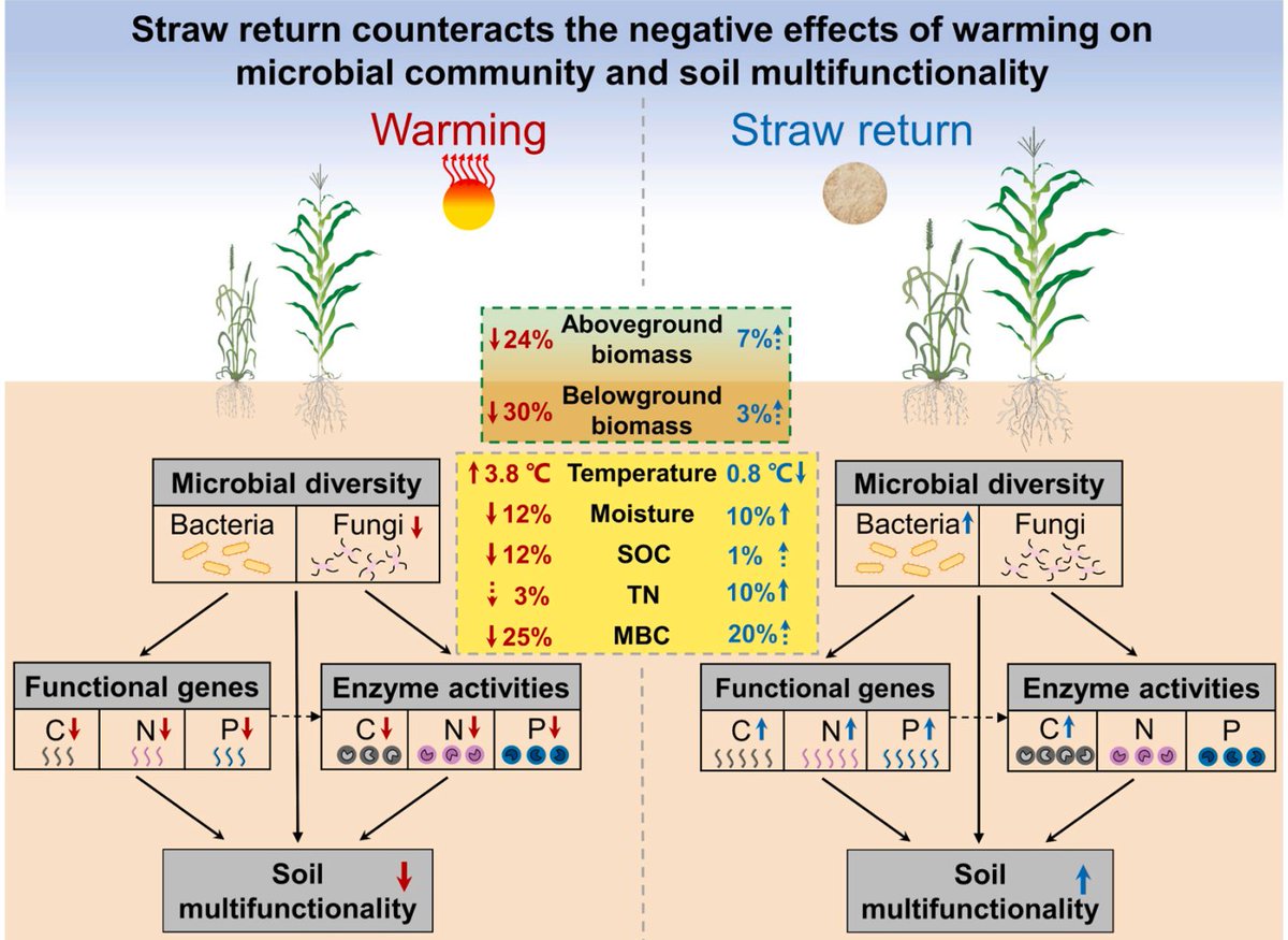 ykuzyakov's tweet photo. NEW in Agriculture, Ecosystems &amp; Environment
☀️Warming ♨️decreases microbial community and #soil multifunctionality 
https://t.co/WvIMLwmXh2

#SoilHealth #agriculture #microbialbiomass #enzymes
#ClimateChange #GlobalChange #GlobalWarming 
#Phosphorus #nitrogen https://t.co/8WVVzokmHI
