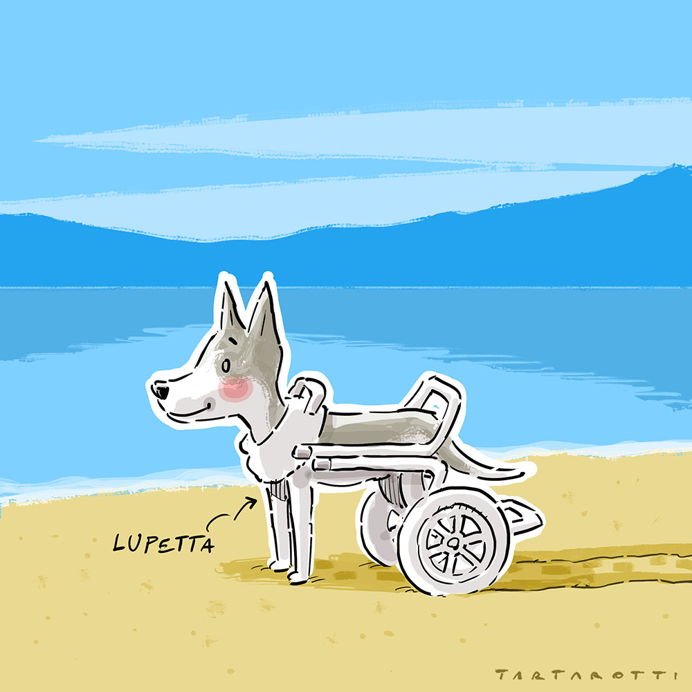 tartaro7's tweet photo. #Lupetta è una simpatica cagnolina su ruote in cerca di adozione.
È stata investita ed è rimasta paraplegica. Grazie alle cure di chi la ospita e donazioni è stata operata e carrellinodotata.
Purtroppo nessuno si è ancora proposto per adottarla.
Il link Facebook è nei commenti. https://t.co/xlZRQ8XXND