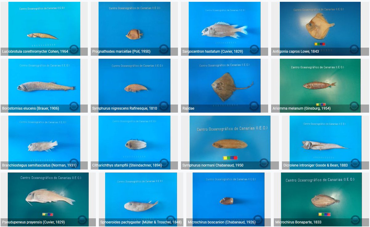 GbifEs's tweet photo. #Faunamarina africana y material como otolitos y escamas, mandíbulas, estatolitos de #cefalópodos, piel y mandíbulas de #condrictios y más de 15.000 imágenes en la colección del Centro Oceanográfico de Canarias:
▶️https://t.co/0Xp19MvcID
▶️https://t.co/YmZEIJu36F #CiteTheDOI https://t.co/Kjnu7Jm428