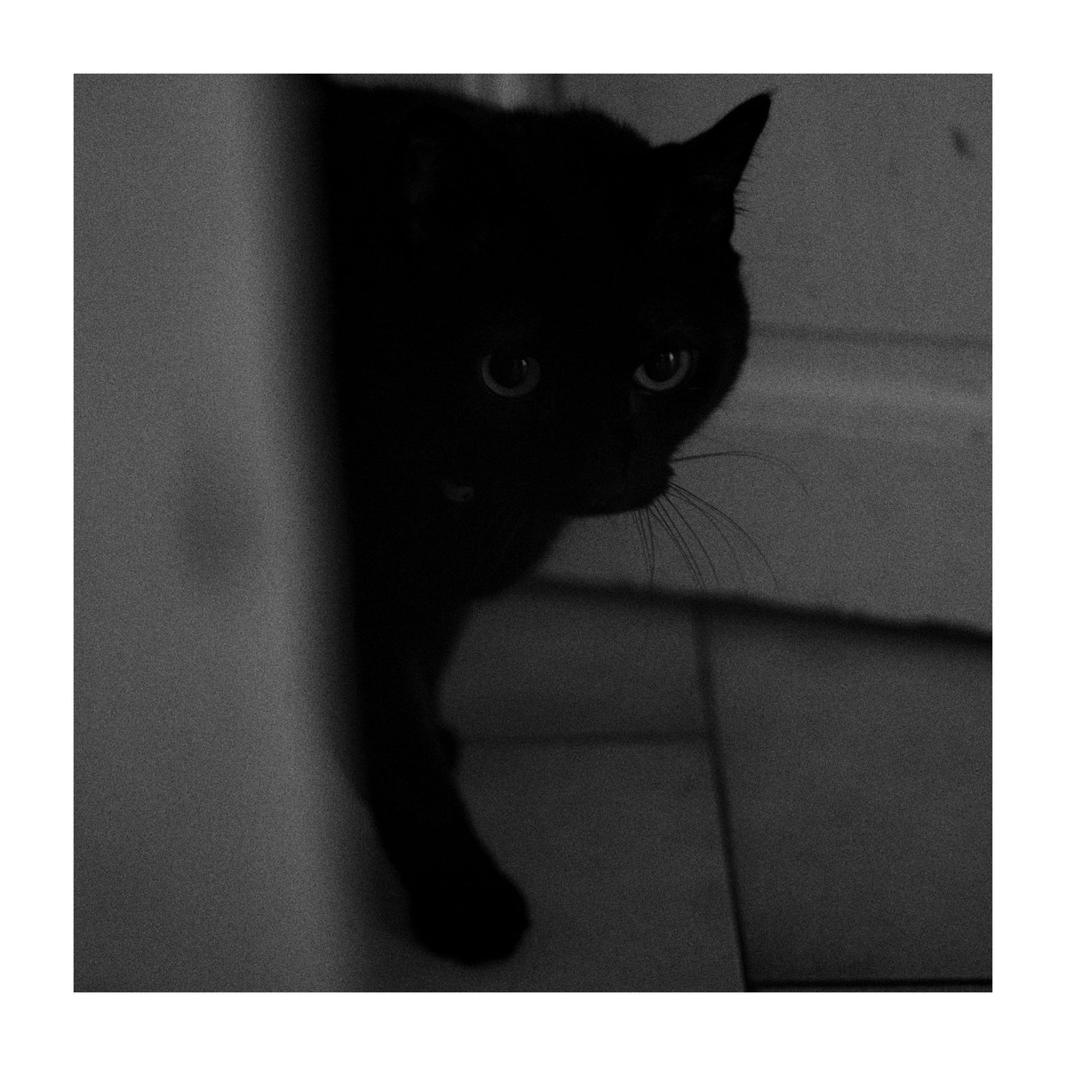 Lexlutin66's tweet photo. Balou.
#JourneeInternationaleDuChat #balou #blackandwhitephotography #hp5 #x100v #fujifilm https://t.co/YouYXkgN0n