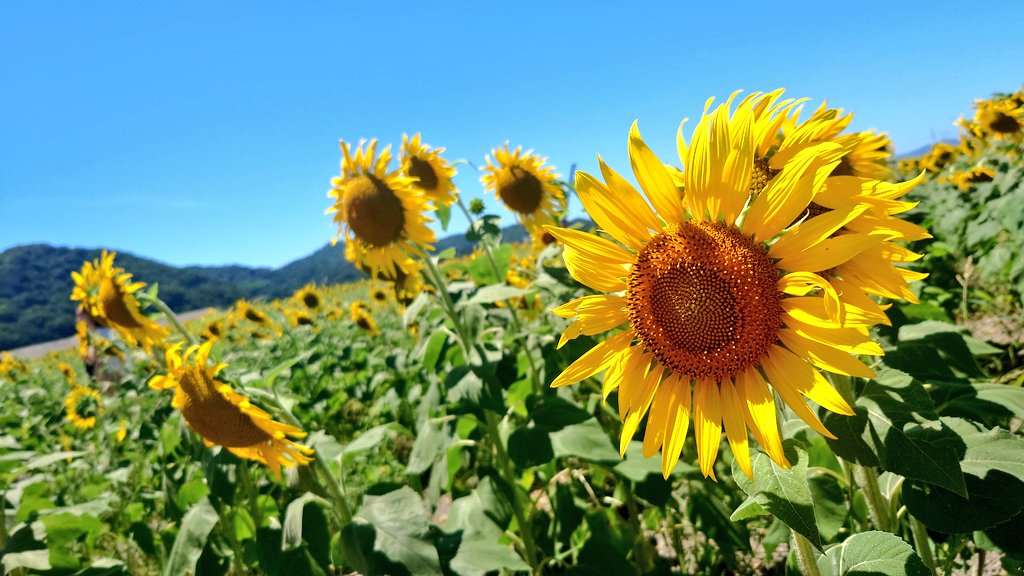 midori__usagi's tweet photo. ひまわり畑からこんにちは🌻
暑さに負けず
夏を楽しんでます( *´꒳`*)

甲子園も始まったし
ワクワクするぜぃ⚾✨ https://t.co/6cuuHimiAw