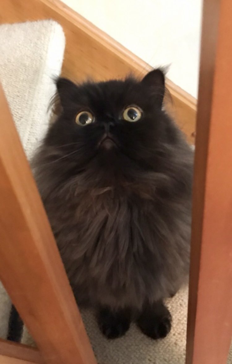 Doris McFloofle tweet media