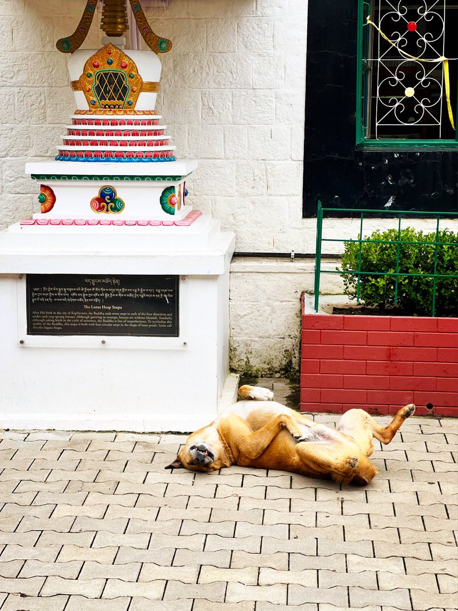 bobbydevito's tweet photo. Stupa puppy
#freetibet
#ltwa
#desidogs https://t.co/oJR7YjtLHo