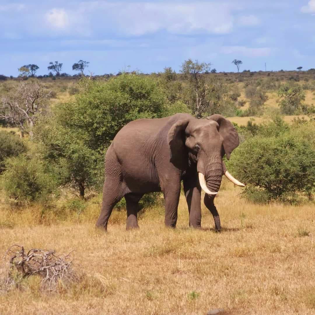 Sefapane Lodge offers open vehicle safaris, boat cruises, guided bush walks and mountain bike safaris.

Book a game drive with us and our experienced guides Klaas &amp; SK will show you the amazing wildlife at the Kruger National Park.