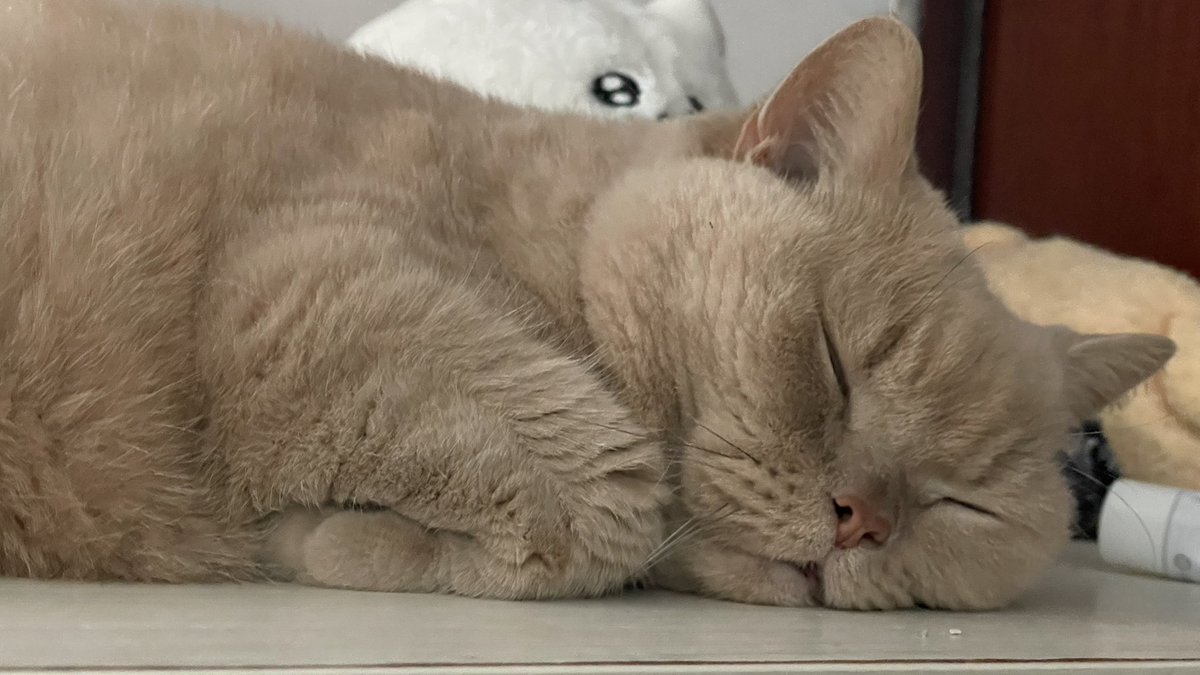 fatcatmibo's tweet photo. 今天是世界貓貓日！！！！！！ https://t.co/BOFCB6Jcii