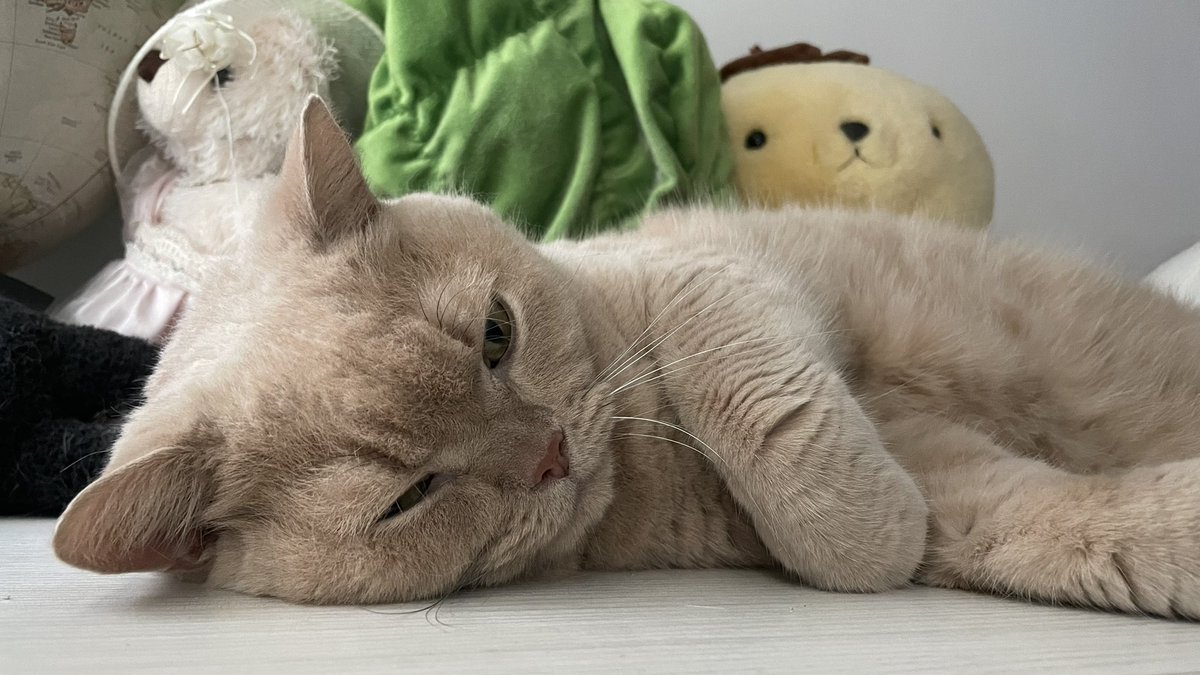 今天是世界貓貓日！！！！！！