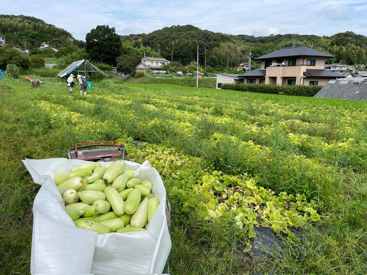 ronstrog's tweet photo. 白うり畑
頑張って収穫してもらってます。
#しろうり
#賀寿漬け https://t.co/hpIrOG58zV