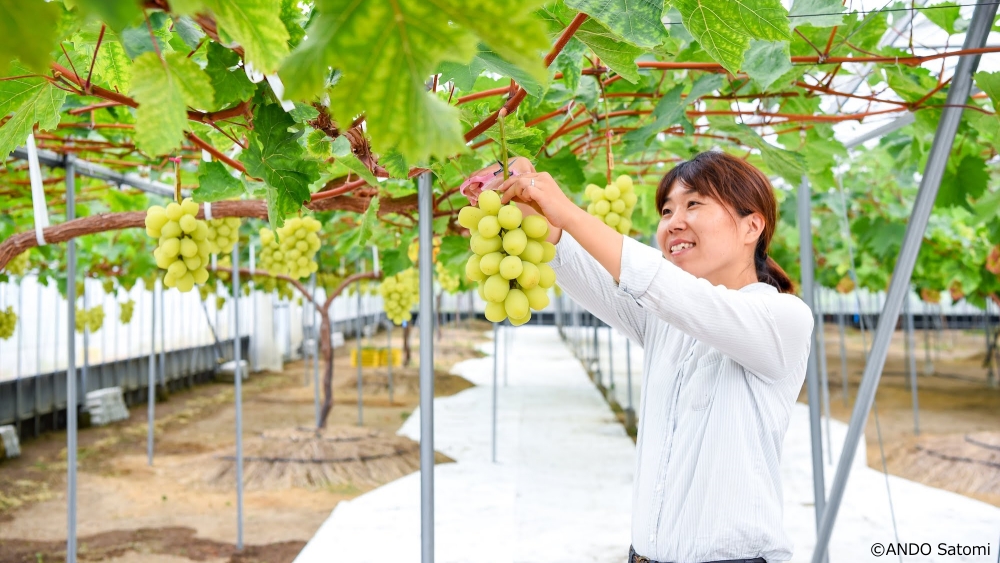 japan's tweet image. #MeetTheChangemakers: Since starting Kirari Fruits Farm after moving to #Ehime, Saijo City, KANEMITSU Fumi has cultivated fruits &amp;amp; connections! She grows rare kiwi varieties 🥝, etc., holds family events 👨‍👩‍👧‍👦, and is a role model for women farmers. kirari-farm.com