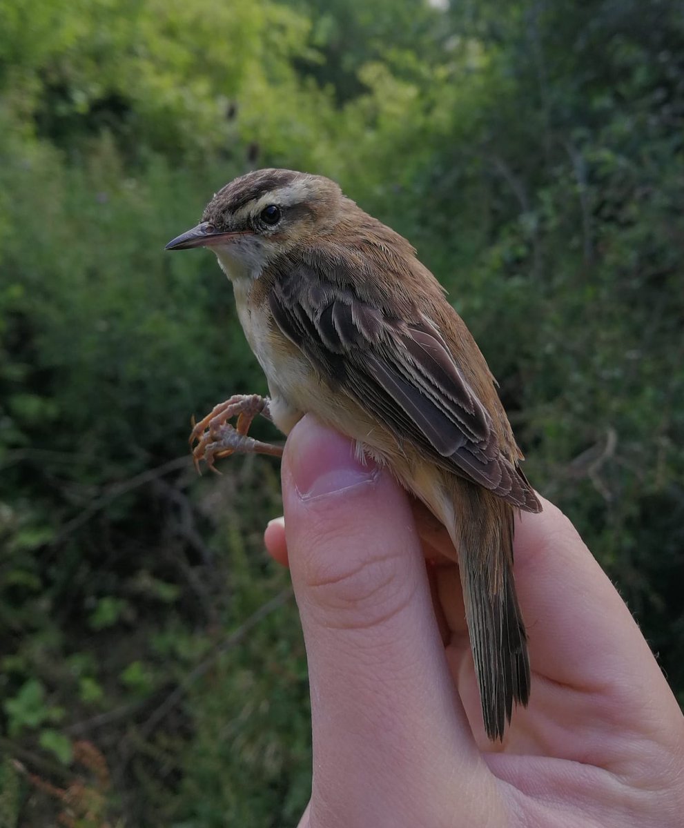 southnottsrg's tweet photo. Catching has been steady at our Summer ringing sites at Holme Pierrepont and Ramsdale Golf Club. Plenty of juv. warblers moving through. Read more here https://t.co/wWAoYeTrrb https://t.co/MIdE4VdikB