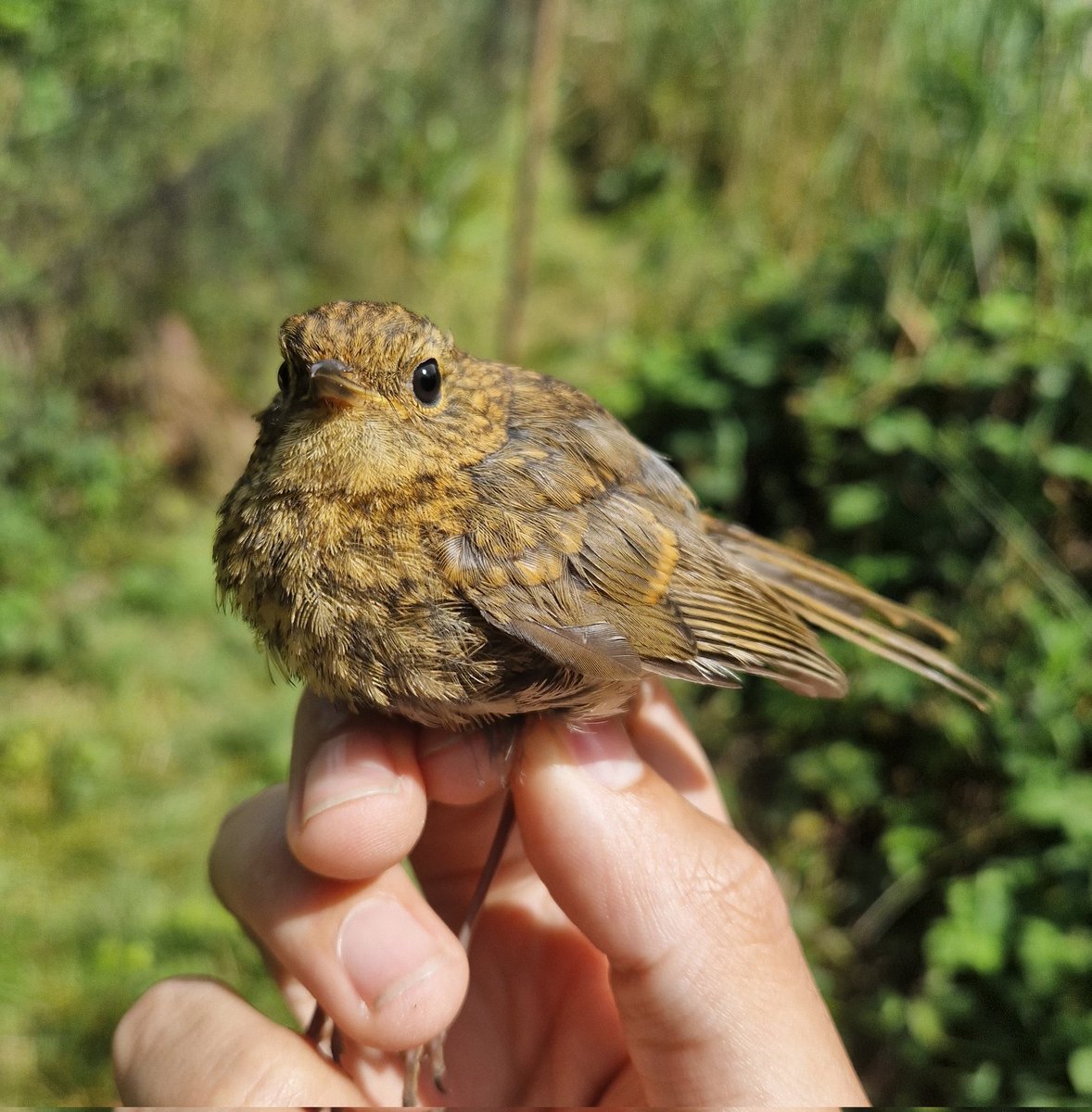 southnottsrg's tweet photo. Catching has been steady at our Summer ringing sites at Holme Pierrepont and Ramsdale Golf Club. Plenty of juv. warblers moving through. Read more here https://t.co/wWAoYeTrrb https://t.co/MIdE4VdikB