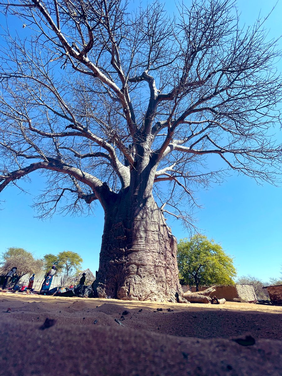 I had seen  a few thick trunks before. But, not on a scale as this Baobab tree in a Namibian island called Impalila. It is believed to be 2,000 years old. Truly a majestic experience...

.
..
...

#ThickTrunkTuesday #tuesdayvibe