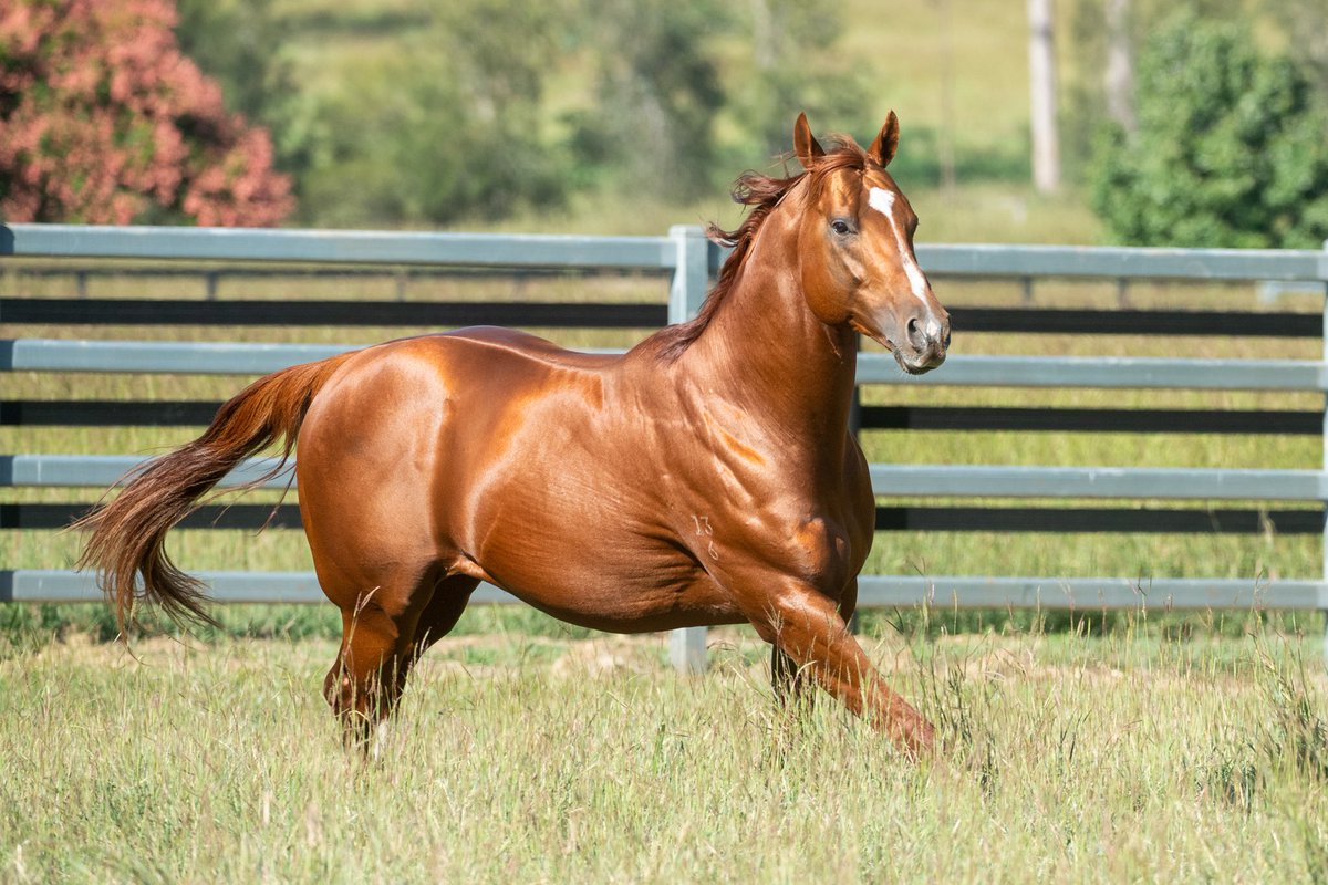 TelemonThoroug1's tweet photo. Deagon 2yo trials: SUN CITY (Zoustar) off to a flyer with @lesrossracing unveiling his babies featuring THREE forward types by Sun City. 

Trial 15 was won by Mishani Suspect who looks a prospect for early season QTIS 🚀
@anz_news 
@TTRAusNZ 
@BreednetNews 
@QldBreeders https://t.co/sfAOF1vxnj