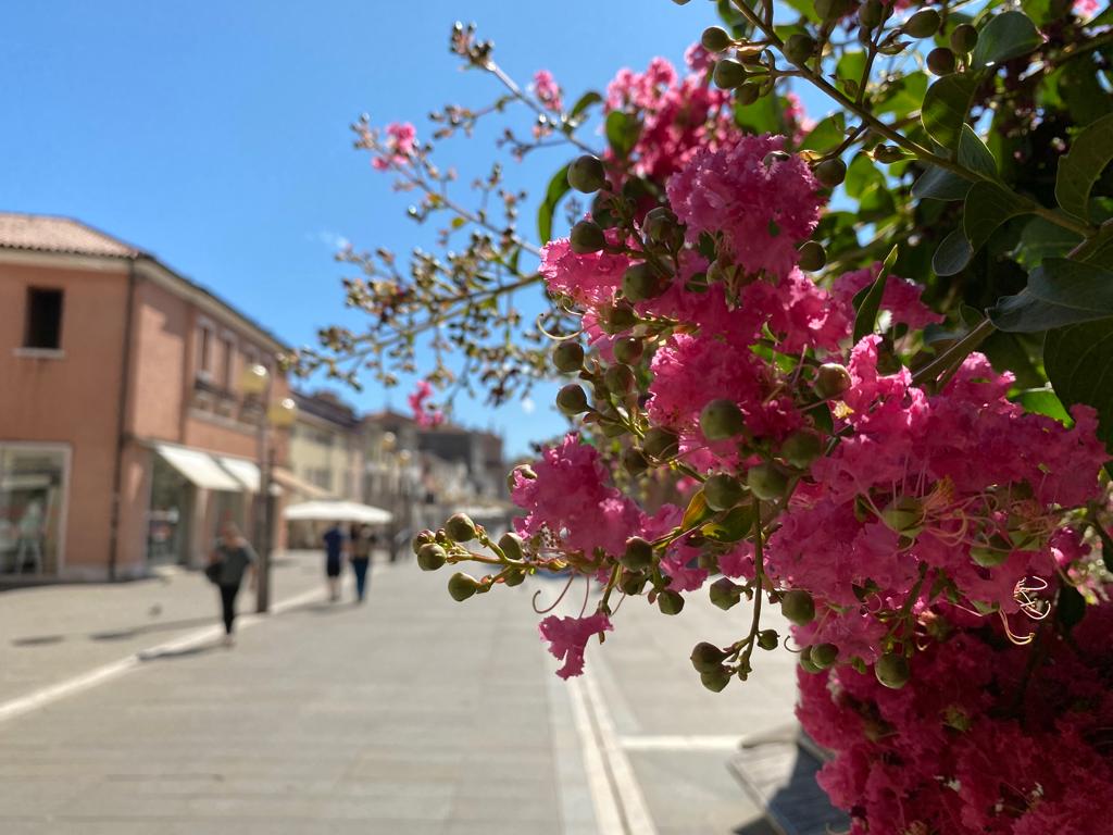 SimonVenturini's tweet photo. #MESTRE • I due #alberi di Piazza Ferretto al loro massimo splendore! 

In questi giorni le piante all'ombra della #TorreCivica regalano un colpo d'occhio colorato e di sicuro effetto. https://t.co/koBB0t4bQO