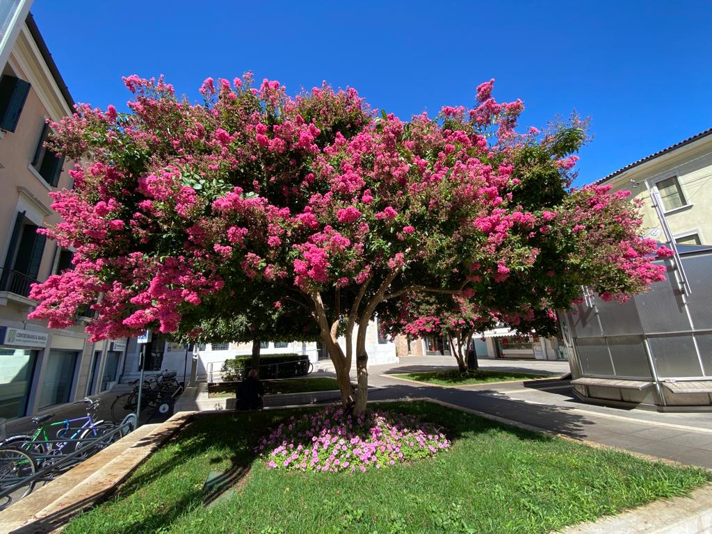 SimonVenturini's tweet photo. #MESTRE • I due #alberi di Piazza Ferretto al loro massimo splendore! 

In questi giorni le piante all'ombra della #TorreCivica regalano un colpo d'occhio colorato e di sicuro effetto. https://t.co/koBB0t4bQO