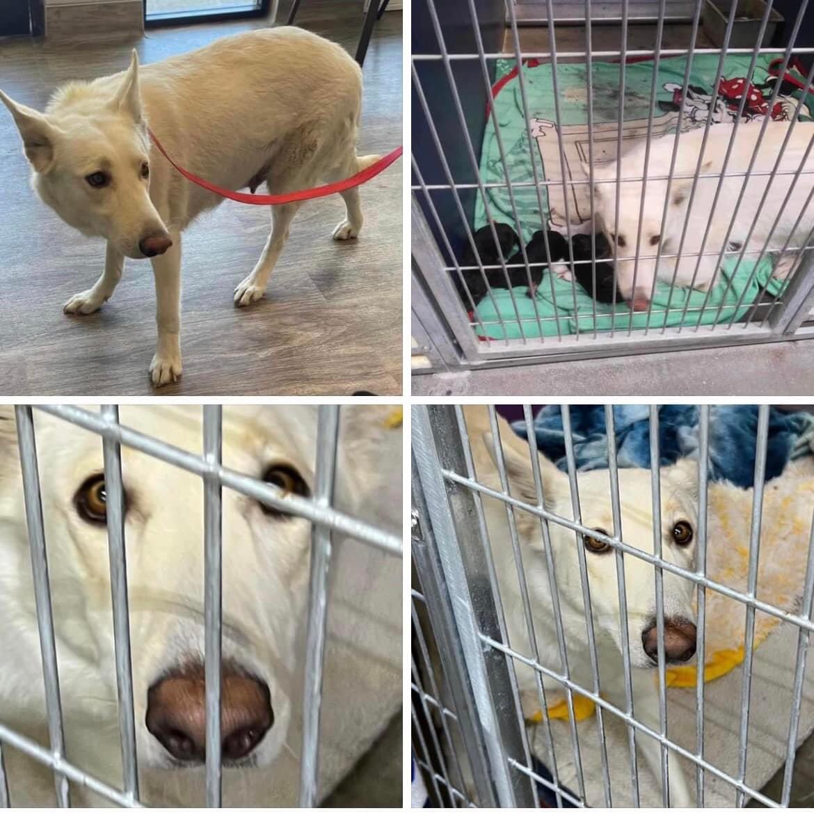 Ramona Humane Society San Jacinta #California NOVA (226343) 2Y Shepherd All 4 of her babies died😞 SHE REALLY NEEDS TO BE SAVED. Rescues📧 Jose Adrian Farias rescue@ramonahumanesociety.org ☎️ 951-654-8002 x 224 ramonahumanesociety.org #dogsoftwitter #Cali #SoCal #CA