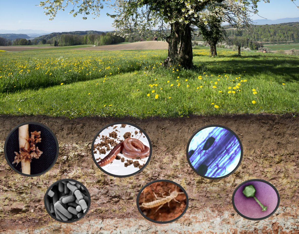 van der Heijden Lab (@vandeheijdenlab) on Twitter photo In our new study we estimate that soils harbour 59% of the global biodiversity and are the most species rich habitat on Earth. Over 500 million species/ taxa are associated to soil.
pnas.org/doi/10.1073/pn…
@MAnthony02; <a href="/SFranzBender1/">S. Franz Bender</a>; @uzh_en; @Agroscope; <a href="/WSL_research/">WSL Umweltforschung @wslresearch.bsky.social</a> In our new study we estimate that soils harbour 59% of the global biodiversity and are the most species rich habitat on Earth. Over 500 million species/ taxa are associated to soil.
pnas.org/doi/10.1073/pn…
@MAnthony02; <a href="/SFranzBender1/">S. Franz Bender</a>; @uzh_en; @Agroscope; <a href="/WSL_research/">WSL Umweltforschung @wslresearch.bsky.social</a>