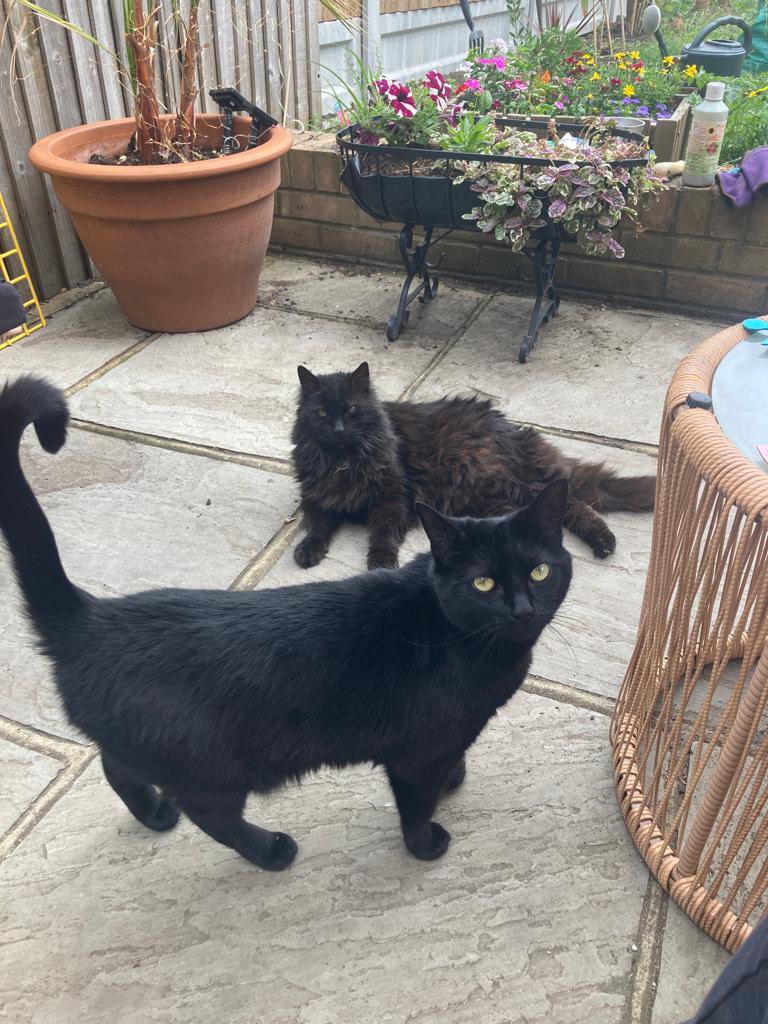 e17catsitter's tweet photo. Happy International Cat Day from Waylon and Jasmine (As ever, they will be taking it easy today!)😹😹 https://t.co/o7xib5j6qH
