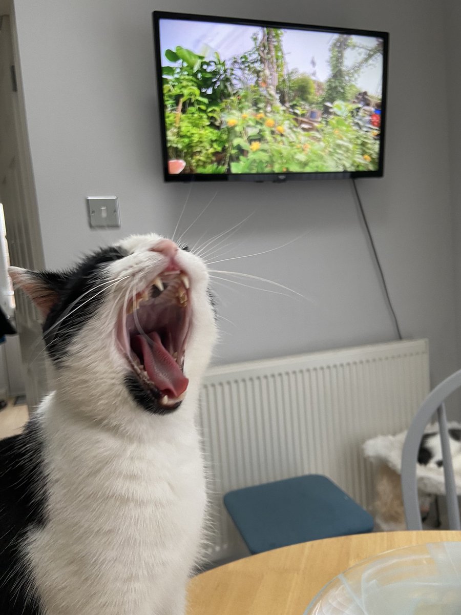 Morning 😺 #tongueouttuesday #cats #CatsOfTwitter #Hedgewatch #tuesdayvibe #tuesdaymotivations