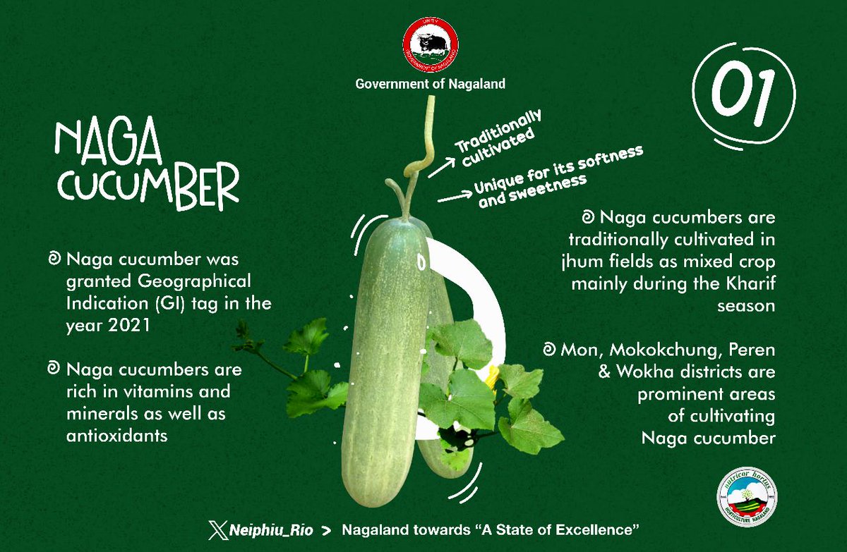 Neiphiu_Rio's tweet photo. Naga Cucumber was GI tagged in 2021. It is juicy, soft &amp; sweet. @horticulturengl is engaged in policies to promote such crops as a symbol of local resilience &amp; traditional farming practices. It focuses on leveraging off-season cucumbers to benefit our farmers. #KnowYourGovernment https://t.co/p7z9JIGJ6l