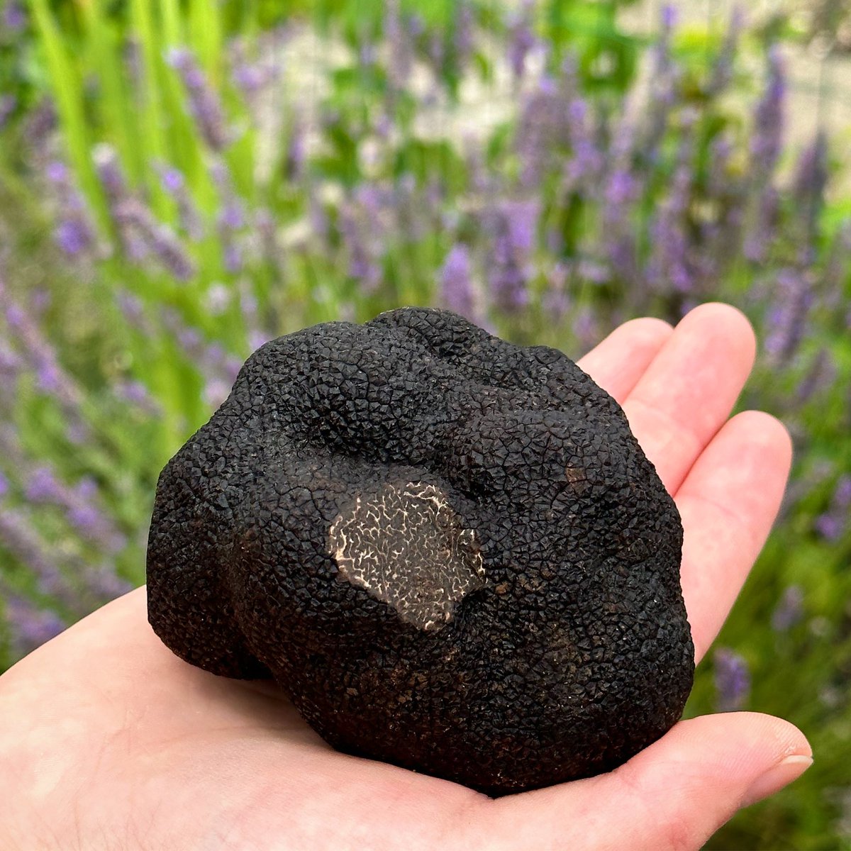 Good morning! Winter meets summer: a wonderful late season winter truffle, with the late season summer lavender outside our truffle barn. Only a couple of weeks of the season remain… and we still have some truly stunning truffles touching down…
