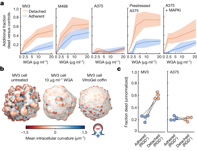 GPharmatech's tweet photo. According to a new study, #cancer cells use blebs, which are spherical protrusions of the plasma membrane, to form oncogenic #signaling hubs that activate pro-survival #pathways. Read on: https://t.co/iqceFQFUcH
#tumor #signalingpathway #research #biotech #lifescience https://t.co/1Sg1nkx160