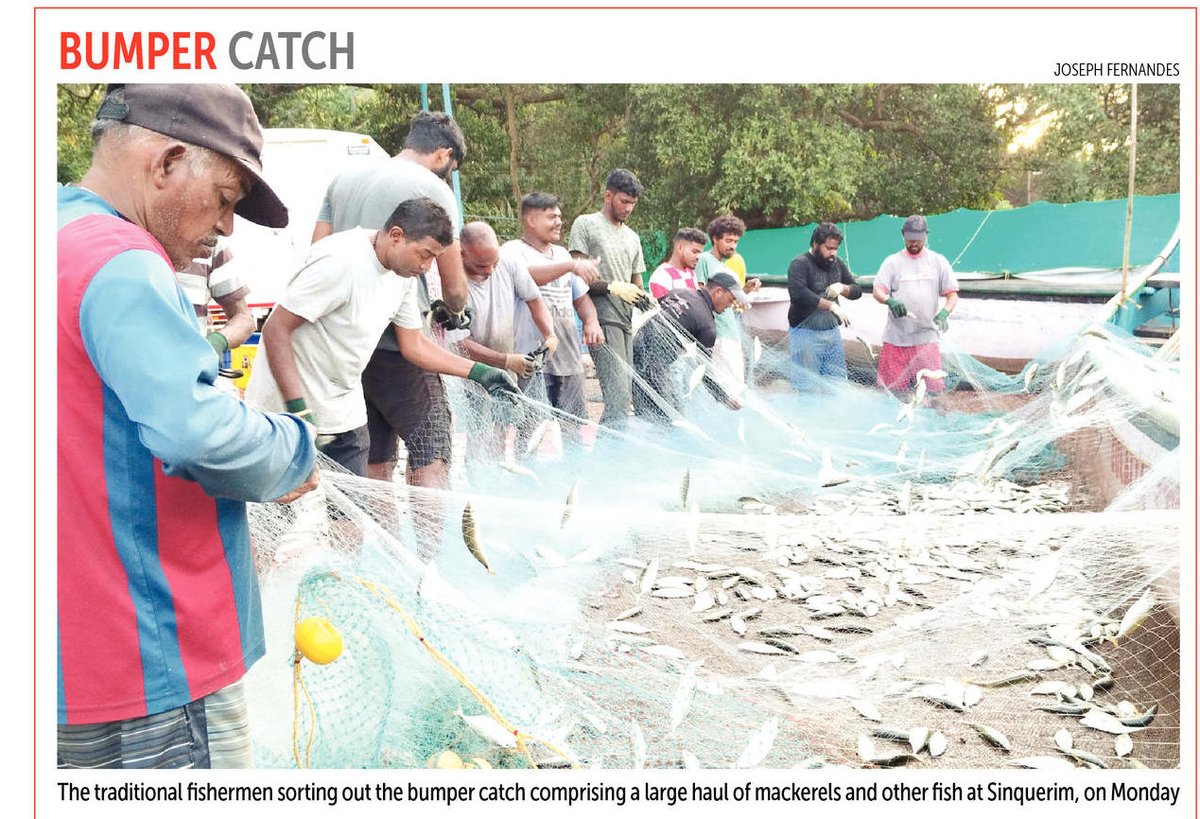 oheraldogoa's tweet photo. BUMPER CATCH | The traditional #fishermen sorting out the bumper catch comprising a large haul of #mackerels and other #fish at #Sinquerim, on Monday.

#Goa #News #PictureOfTheDay https://t.co/jVxE3LROl7