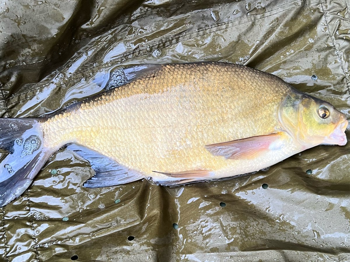 Angling_JB's tweet photo. Managed a PB Bream during my overnighter at 6lb 7oz. Took me ages to get rid of the slime after though 🤣 #ApexAngling #Fishing #Angling #AnglingLife #FishingLife #CatchAndRelease #TightLines https://t.co/iIL1o1Le2p