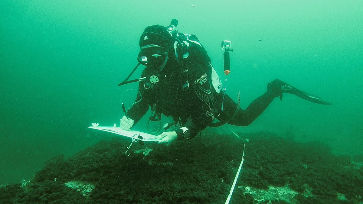 Last week we introduced @tinyscientist Dr. Jen Matthews and our recent collaboration with @ZIMMERMANN_ supporting her research. Now you can hear Jen chat about the project and her passion for coral restoration on SIMS' podcast! soundcloud.com/syd-marine-sci… open.spotify.com/episode/6oOp8l…