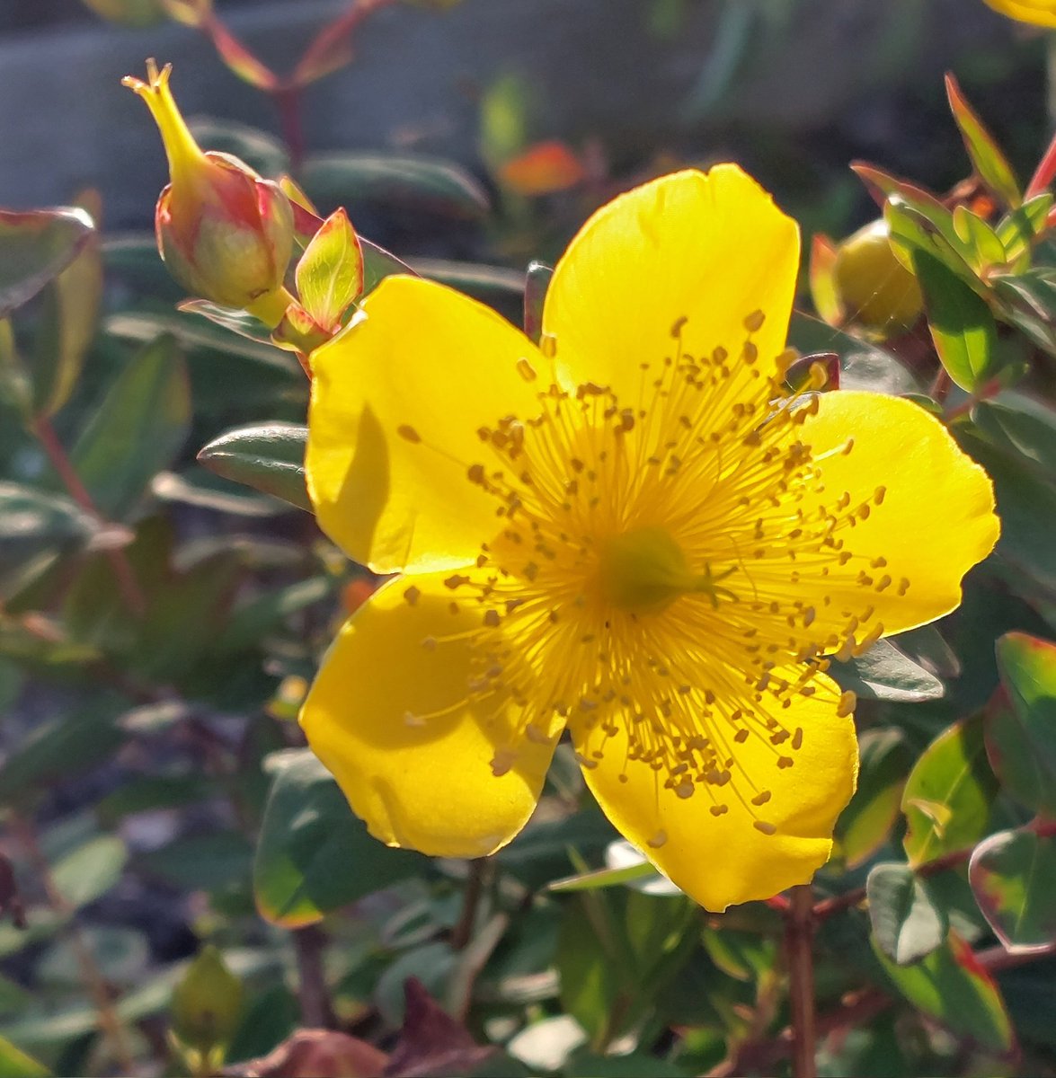 PlantPref's tweet image. Hypericum beanii 

#hypericum #hypericumbeanii #yellowflowers #peatfree #mailorderplants #plantsforsale