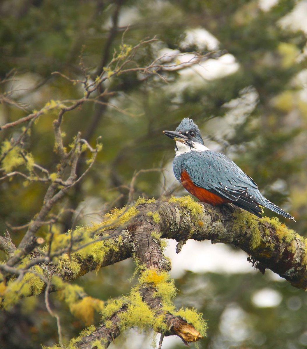 wdushfshnf85067's tweet photo. Female kingfisher (Megaceryle torquata) resting on an old Coigüe.

#birdsofchile #鳥 #chileaves #chiloe #birdswatching #birds #birdslovers #photooftheday #avesdechile #поездка #instaphoto #vögel #bird #wild #naturelovers #wildlifephotography #emplumados_ #naturephoto https://t.co/Dk9rMor5GA