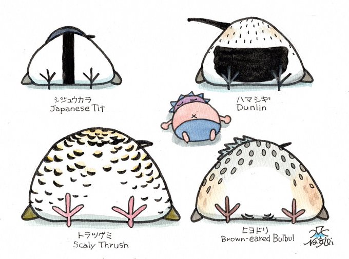 お腹で識別できる鳥。