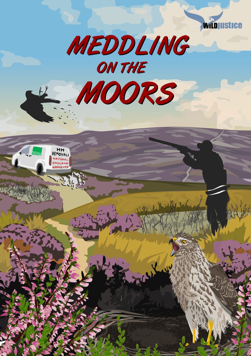 WildJustice_org's tweet photo. New report: MEDDLING ON THE MOORS

On the grouse moors of northern England, a controversial management trial of Hen Harriers has been under way for five years. Some call it brood management, we call it brood meddling.

Today we at Wild Justice publish Meddling on the Moors. 1/5 https://t.co/XMu36SI9uP