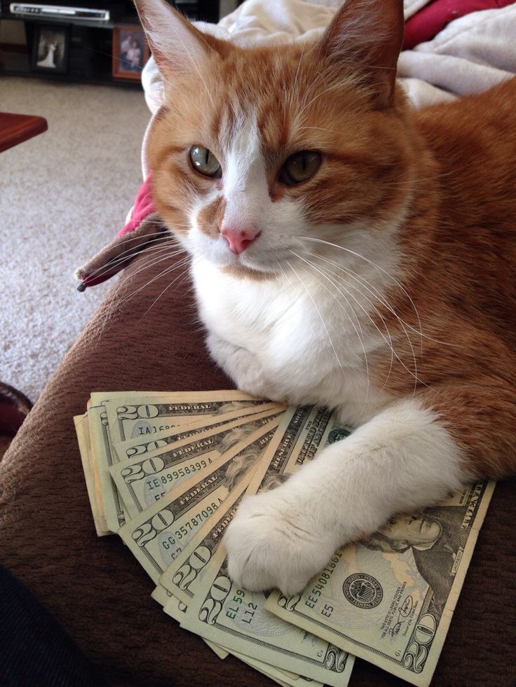 meow2you's tweet photo. "Short on cash? I can help you with that. I only charge 30% interest while holding your goldfish as collateral. 😹🤔
#CommerceDay

@ThePhilosopurr @GeneralCattis @HarryCatPurrs @CatFanatic9 @LuminousNumino1 @TERRYW_UK @PeterRABBIT67 @briano29 @eliznoelle @EringoB02429272 @lymeist https://t.co/p5arEfUv2S