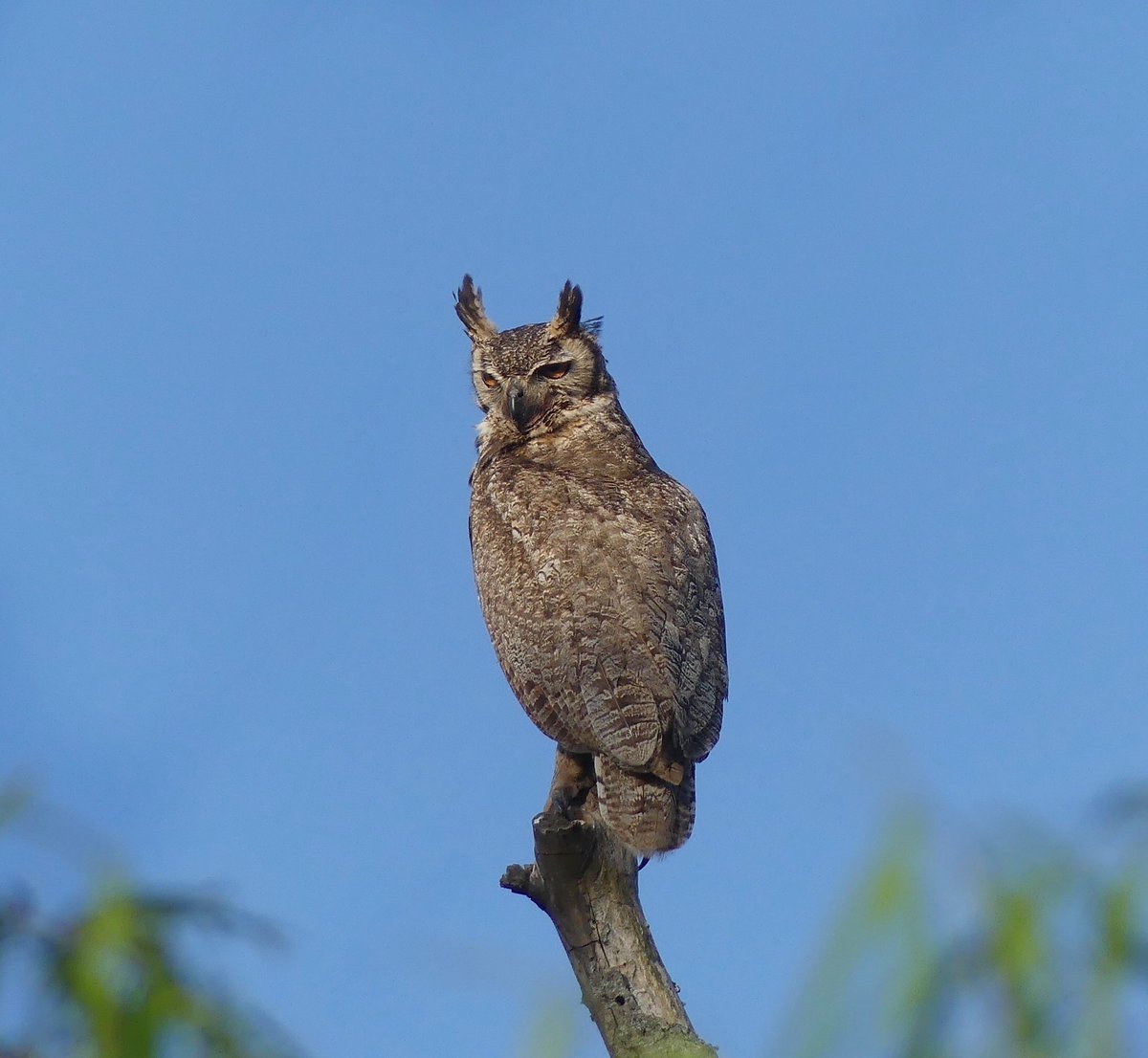 Have a terrific Tuesday! Be wise & spend time in nature, watch birds, birds make us smile. Be kind to someone today, make their day better. Great Horned Owl. #tuesdaymotivations #Tuesday #birdwatching #owl #Mindfulness #birdphotography #birding