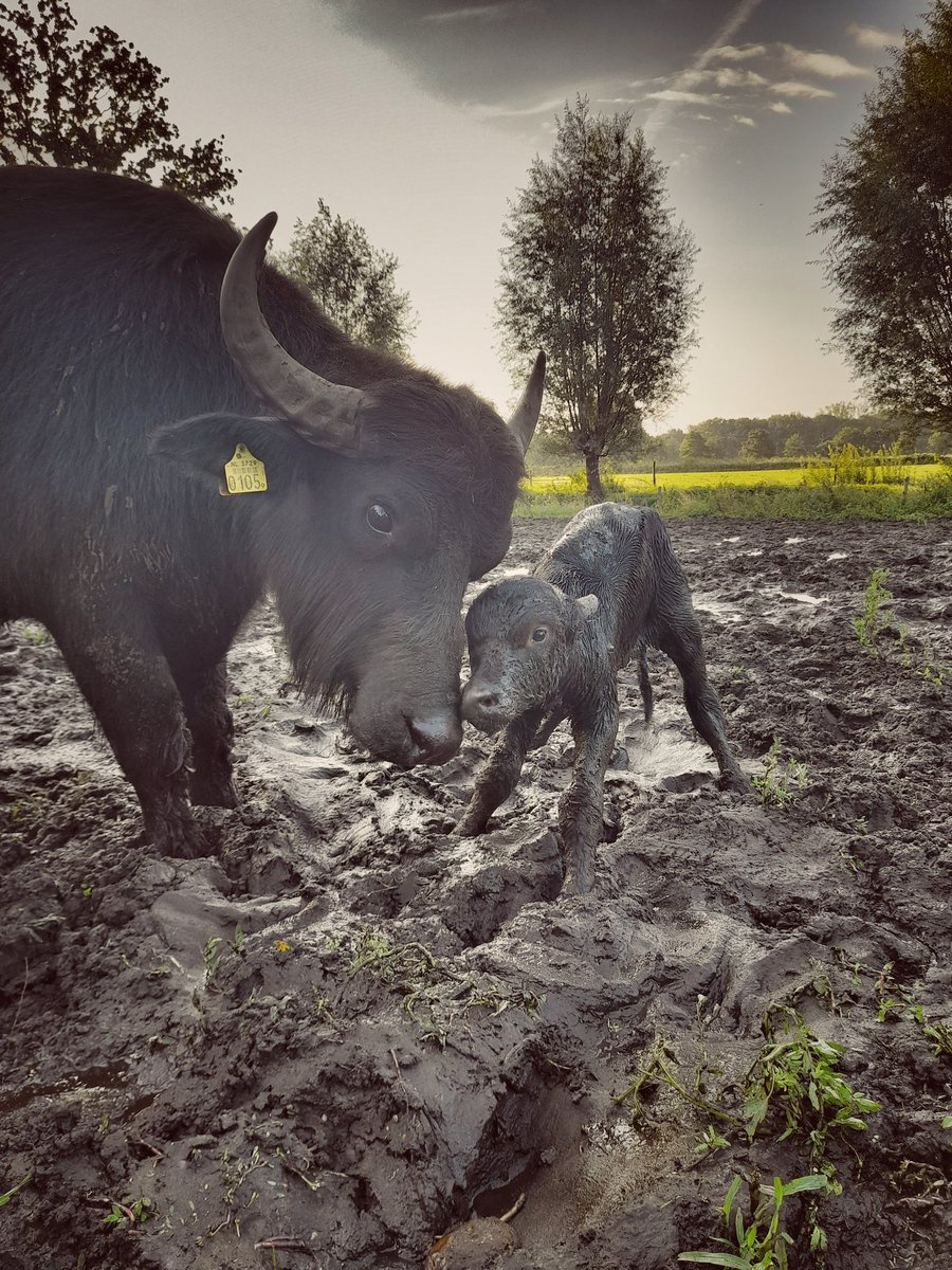 DeStoerderij's tweet photo. Daar is ie dan! Een zoon voor Dymph!
#nummer13 #matskanwelbatsen https://t.co/bF8Fl8HqnB