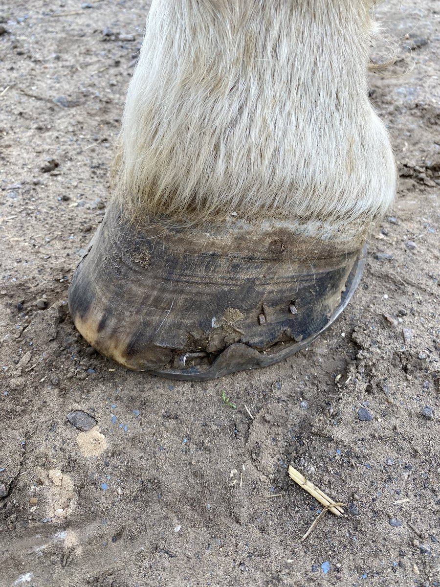 archiesauraus's tweet photo. Had the back lady yesterday who was super pleased with me and said I'm looking fab and in great shape in our work programme. So, with a lack of sicknote from that quarter I've managed to chip a huge lump out of my hoof. #INeedARest #StopEncouragingHer https://t.co/UOqo4mUxfb