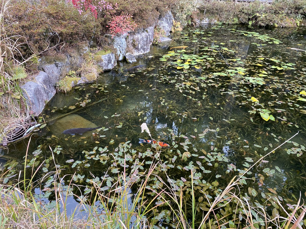 モネの池リアルにこんなん。