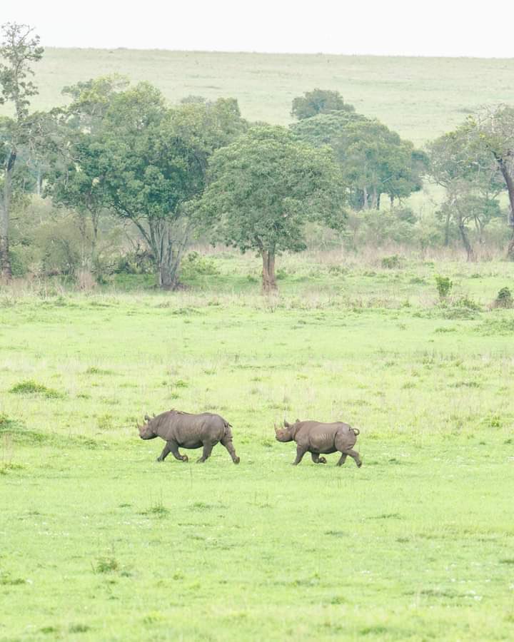 This is the beauty of Serengeti !! Do you like to visit and experience its wonders?

Book your trip now; Safarigateway.co.tz

#PoriKwaPori #VisitWithUs