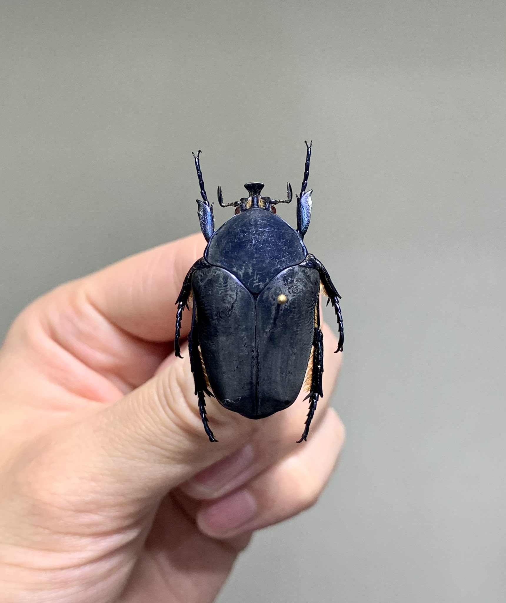 メキシコ産 オオコツノヒシムネハナムグリ 32mm 【公式通販】