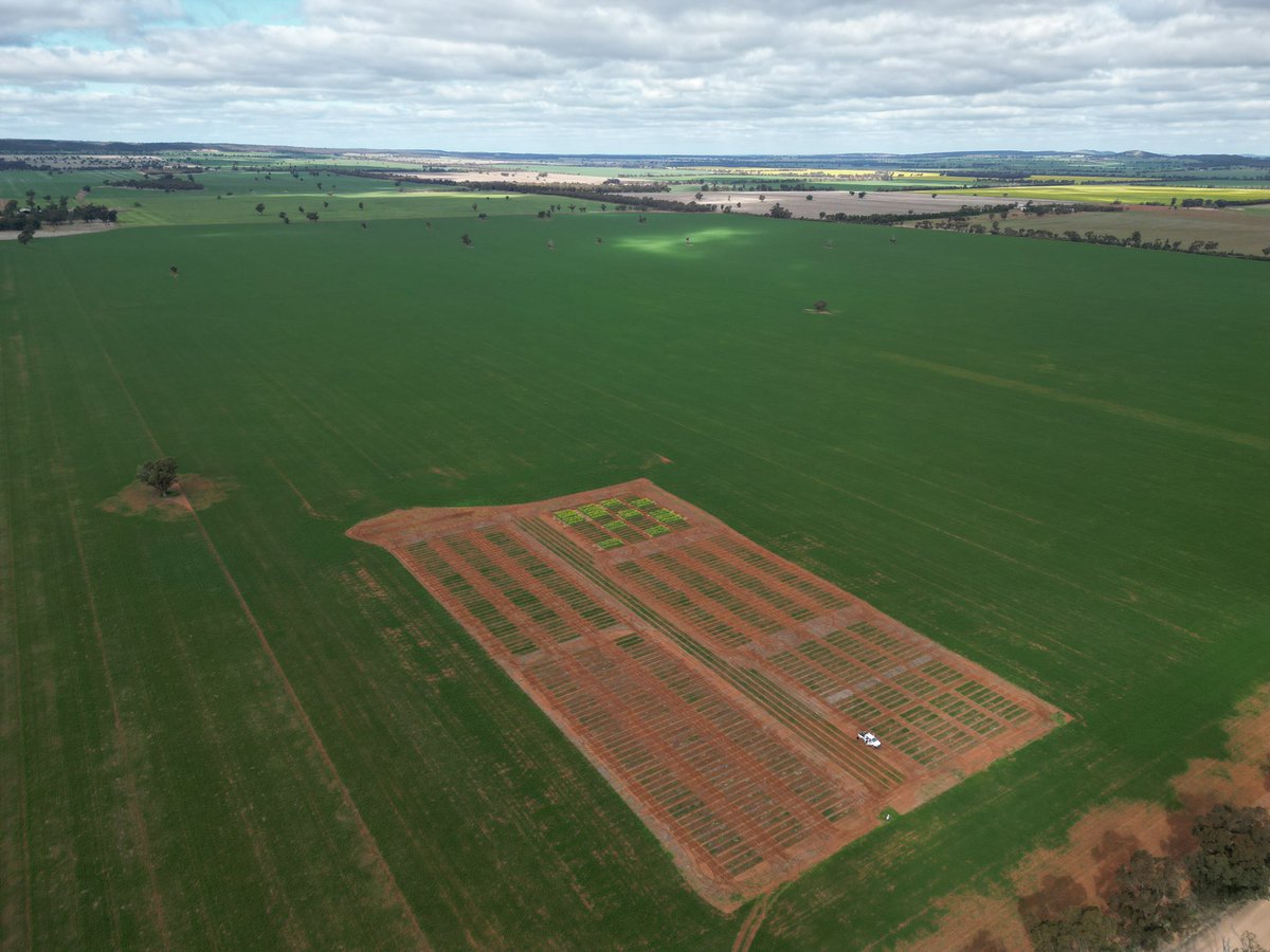 We’re running some <a href="/Farm_Link/">FarmLink Research</a> field walks this year. Lockhart: 31st Aug, Junee: 1st Sept, Tallimba: 14th Sept. 3pm start and finish with a BBQ. Please come along as I’m keen to get some thoughts and input from local growers. Register/more info here: farmlink.com.au/events