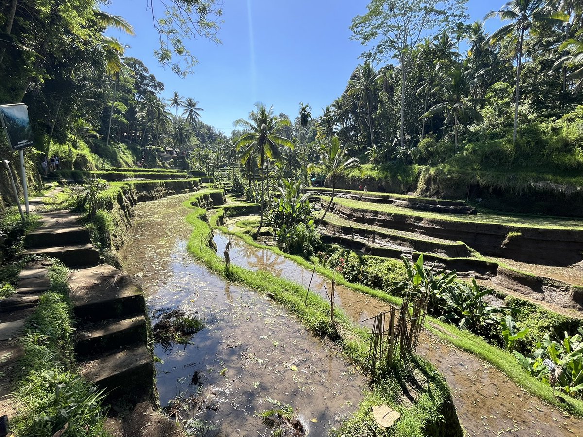 In the rice fields at Tegalalang, Ubud.#Baliisbeautiful