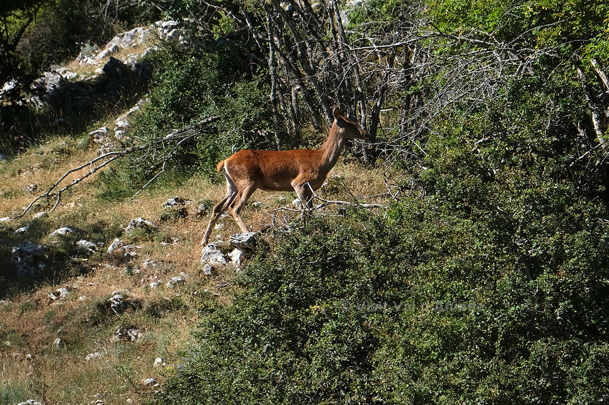 visitvaldaniene's tweet photo. L'Area Faunistica del Cervo, nel Parco dei Monti Simbruini, è una vera attrazione in cui questi magnifici animali vivono liberi nel loro habitat. Prenota una visita guidata con il parco e goditi un'esperienza a contatto con la natura selvaggia
#Simbruini #valdaniene #LazioIsMe https://t.co/q0XvZzHvHB