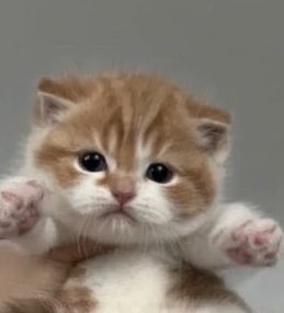 Taetaegoo_soshi's tweet photo. เธรดน้องเนยเป็นยู้กแมวเหมียว 🐈🤏🏻 https://t.co/ypjmoSFc88